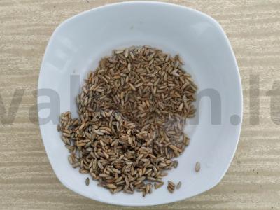 Rusiškas rassolnik su kiaulienos šonkauliukais Žingsnis 3