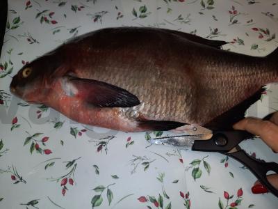 Orkaitėje su česnakais, druska ir prieskoniais keptas brėtlingis Žingsnis 1