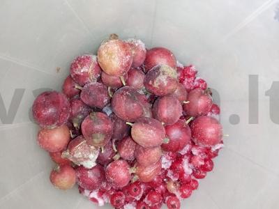 "Mors" "Vasaros raudona" Žingsnis 2