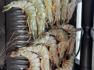 Ant grotelių keptas langustinas Žingsnis 2