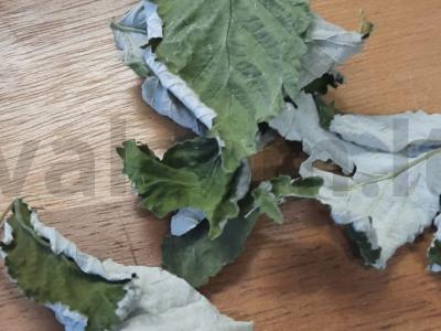 Vitaminų gėrimas sveikatai ir imunitetui stiprinti Žingsnis 4