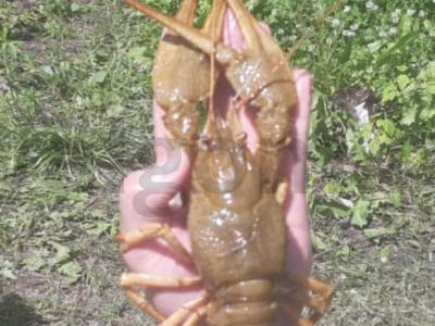 Vėžiai pagal tradicinį receptą Žingsnis 1