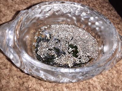 Wakame ir chia paštetas Žingsnis 2