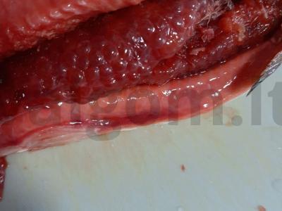 Rausvosios lašišos ikrai "Maloni premija" Žingsnis 1