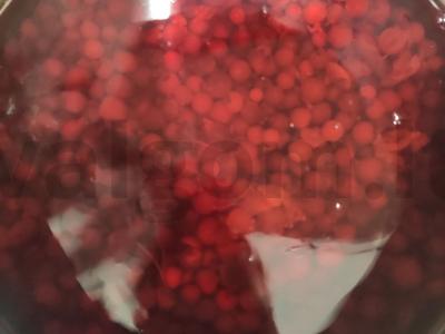 Sodo juodųjų serbentų kompotas Žingsnis 4