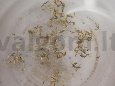 Sezamo ryžiai Žingsnis 1