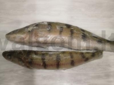 Lydekos, keptos po svogūnų lukštu Žingsnis 1