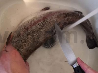 Lengvai sūdytas upėtakis Žingsnis 1