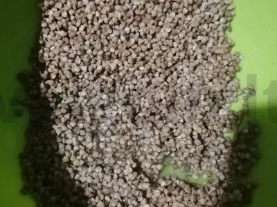 Grikiai ant pieno be laktozės Žingsnis 1