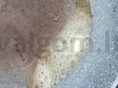 Jautienos medalionai Žingsnis 1