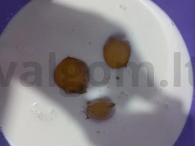 Maltos jautienos blyneliai Žingsnis 2