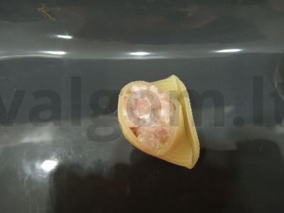 Kepti ragai su malta mėsa po sūrio kepurėle Žingsnis 3