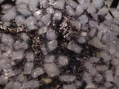 Dolma su kviečių kruopomis Žingsnis 4