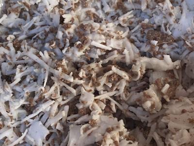 Kokosų desertas pagrindine nuotrauka