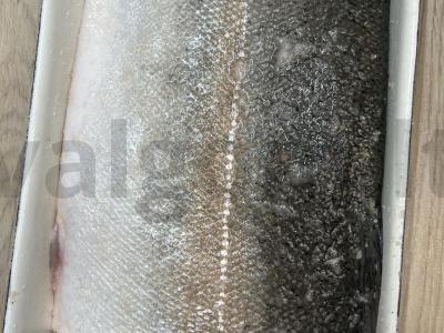 Namuose gaminamas lengvai sūdytas upėtakis Žingsnis 4