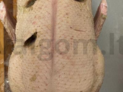 Antis su obuoliais Žingsnis 2