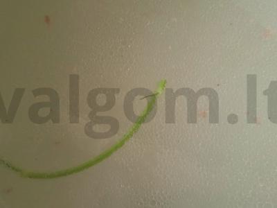 Meksikietiška sriuba Žingsnis 1