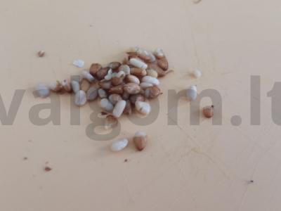 Sausainiai su riešutais ir sūriu Žingsnis 1