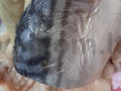 Skumbrė svogūnų tešloje Žingsnis 1