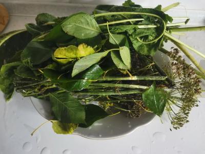 Sūdyti agurkai su vyšnių ir juodųjų serbentų lapais Žingsnis 2