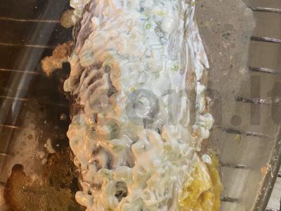 Vaivorykštinė upėtakis su česnakine žolele po balta skraiste Žingsnis 3