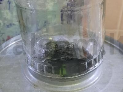 Ađika su žole ir čili pipirais Žingsnis 15