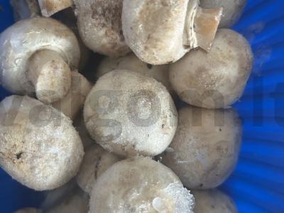 Grybų sriuba Žingsnis 6