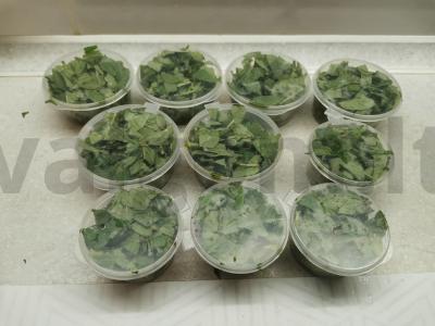 Žolelių arbatos ruošiniai žiemai Žingsnis 3