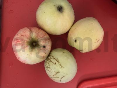 Obuolių sultys su mėtomis ir cukrumi Žingsnis 1