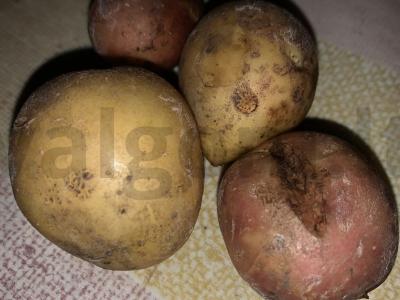 Kepta bulvė kaimiškai Žingsnis 1