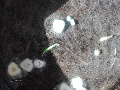 Birios perlų kruopos iš to, kas buvo Žingsnis 3