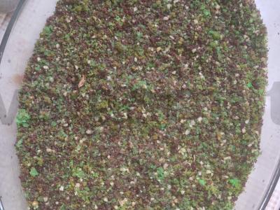 Namų trifle su džemu ir graikiniais riešutais Žingsnis 2