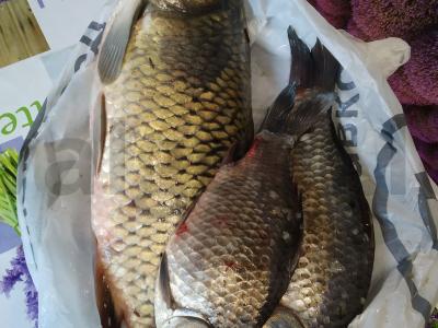 Upėtakio kotletai Žingsnis 1