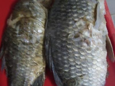 Upėtakio kotletai Žingsnis 3