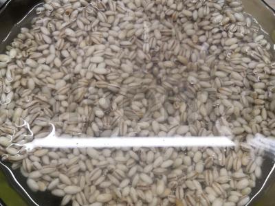 Tradicinė raugintų agurkų sriuba Žingsnis 2