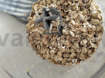 Avižų blynas su raudonąja žuvimi Žingsnis 1