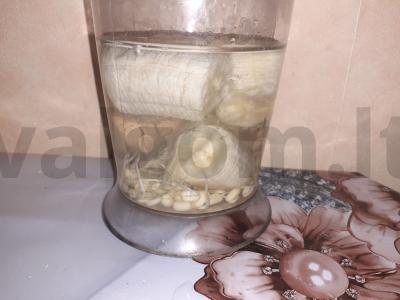 Banano ir mungo daigų kokteilis Žingsnis 2