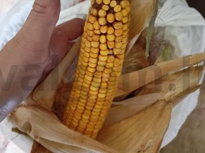 Virta kukurūza savo sultyse Žingsnis 1