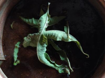 Pusryčiai su kava ir kamamberu Žingsnis 1