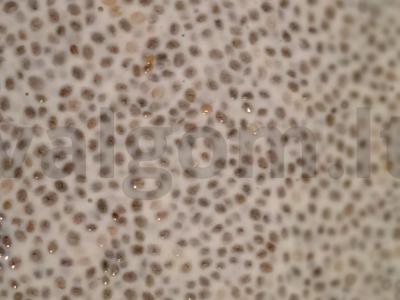 Chia sėklų desertas Žingsnis 3