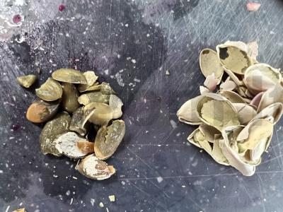 Salotas „Sveikata“ su moliūgų sėklomis Žingsnis 6