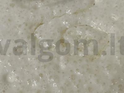 Pankūkos su pienu, žaliu salotu ir upėtakiu Žingsnis 3