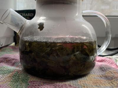 Žaliasis arbata su obuoliais ir juodųjų serbentų uogomis pagrindine nuotrauka