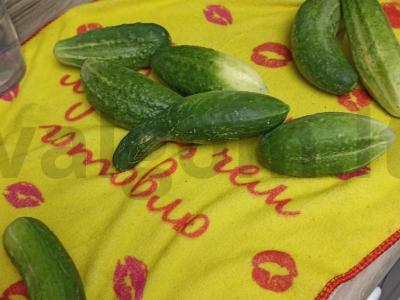 Sūdyti agurkai su krapais Žingsnis 1