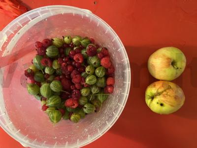 Uogų šviežias iš aviečių, raudonųjų serbentų ir agrastų Žingsnis 1