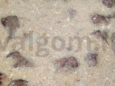 Vištienos kepenėlės grietinėje Žingsnis 3