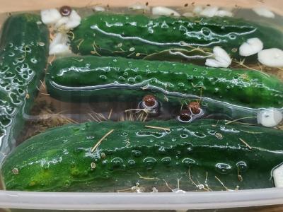 Traškūs sūdyti agurkai Žingsnis 6