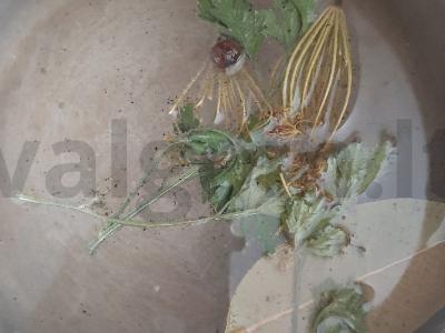 Marinuoti pievagrybiai Žingsnis 2