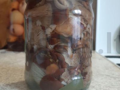 Marinuoti pievagrybiai pagrindine nuotrauka