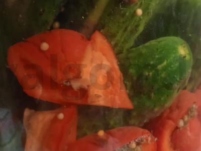 Marinuoti agurkai su paprikomis pagrindine nuotrauka